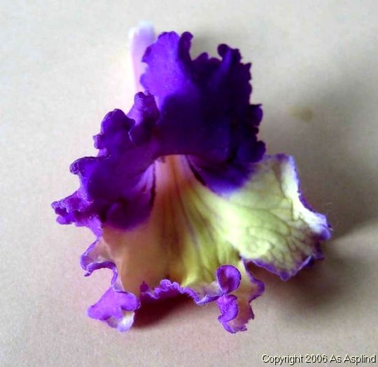 Streptocarpus Silvia (Streptocarpus)
