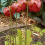 Sarracenia x catesbaei