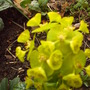 Euphorbia_1_019