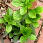 Pachysandra