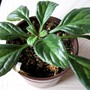 Chirita Piccolo (gesneriaceá chirita)