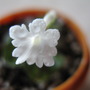 Microsinningia Snowflake (gesneriaceá microsinningia)