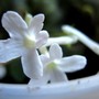 Microsinningia White Sprite (gesneriaceá microsinningia)