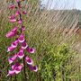 Foxglove