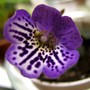 Minisinningia Flair (gesneriaceá minisinningia)