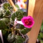 Minisinningia Fuschia Treasure (gesneriaceá minisinningia)