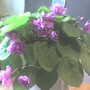 african_violet0407.jpg