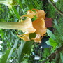Double brugmansia (brugmansia)
