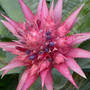 Bromelaid  (Aechmea fasciata)