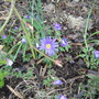 Anemone Blanda (Wind flower) (Anemone blanda (Anemone))