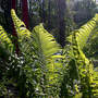 Sunglow on Ostrich Fern (Matteuccia struthiopteris (Ostrich fern))