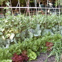Veggy patch summer 2007