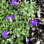 Aubretia (Aubretia Aureovariagata)