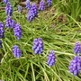 Grape_hyacinths