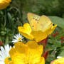 Sundrops, Daisies, and Orange Sulphur (Oenothera tetragona)
