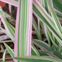 Phalaris