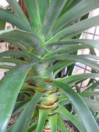 Dracena 'Draco' (Dracaena draco (Dragon Tree))