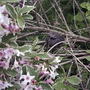 Baby_bird_in_wegelia_bush_2004-06-05