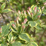 Weigela_variegated_buds_5-05-06_med