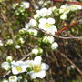 Spirea Arguta (Spirea Arguta)