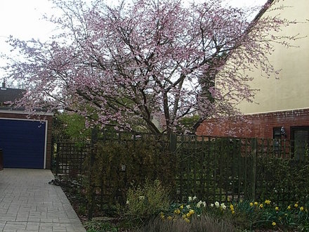 Prunus 'Accolade' (Prunus 'Accolade')