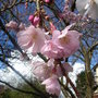 Prunus__accolade__-_close-up