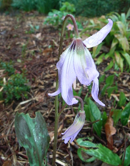 Erythronium hendersonii (Erythronium hendersonii)