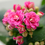 Kalanchoe