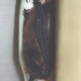 Little Brown Bat