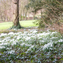 Snowdrops