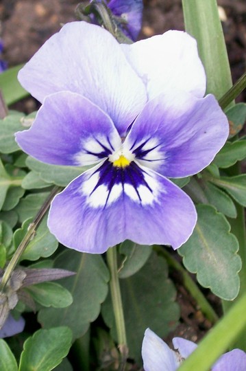 Viola 'Joker' (Viola)