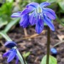 Scilla