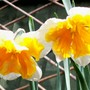 Daffodil 'Apricot Whirl' (narcissus 'apricot whirl')