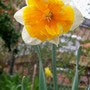 Narcissus 'Apricot Whirl' (narcissus 'apricot whirl')