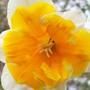 Close up - Apricot Whirl (narcissus 'apricot whirl')
