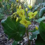 Epimedium_pinnatum_subsp_colchicum