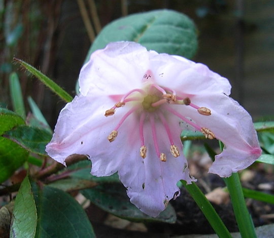 Epigaea gaultherioides (Epigaea gaultherioides)
