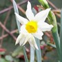 Narcissus 'Jack Snipe' (Narcissus)