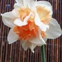 'Replete' still going strong (narcissus replete)