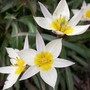 Tulipa turkestanica