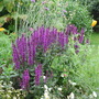 Salvia_june_071449