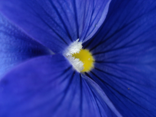 Blue pansy