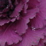 2006_0824image0448