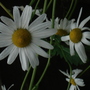 2006_0824image0332