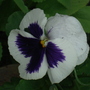 2006_0824image0343