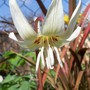 Dog Tooth Violet (Erythronium dens-canis)