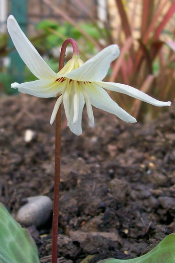 Flat out! (Erythronium dens-canis)