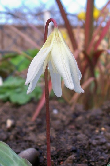 Still sleepy (Erythronium dens-canis)