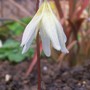 Still sleepy (Erythronium dens-canis)