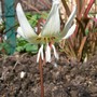 Getting there!!! (Erythronium dens-canis)